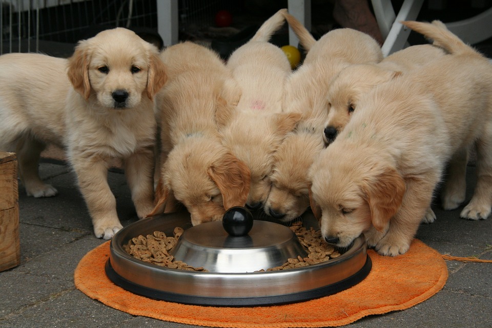 Give Nutritious Dog Treats Regularly