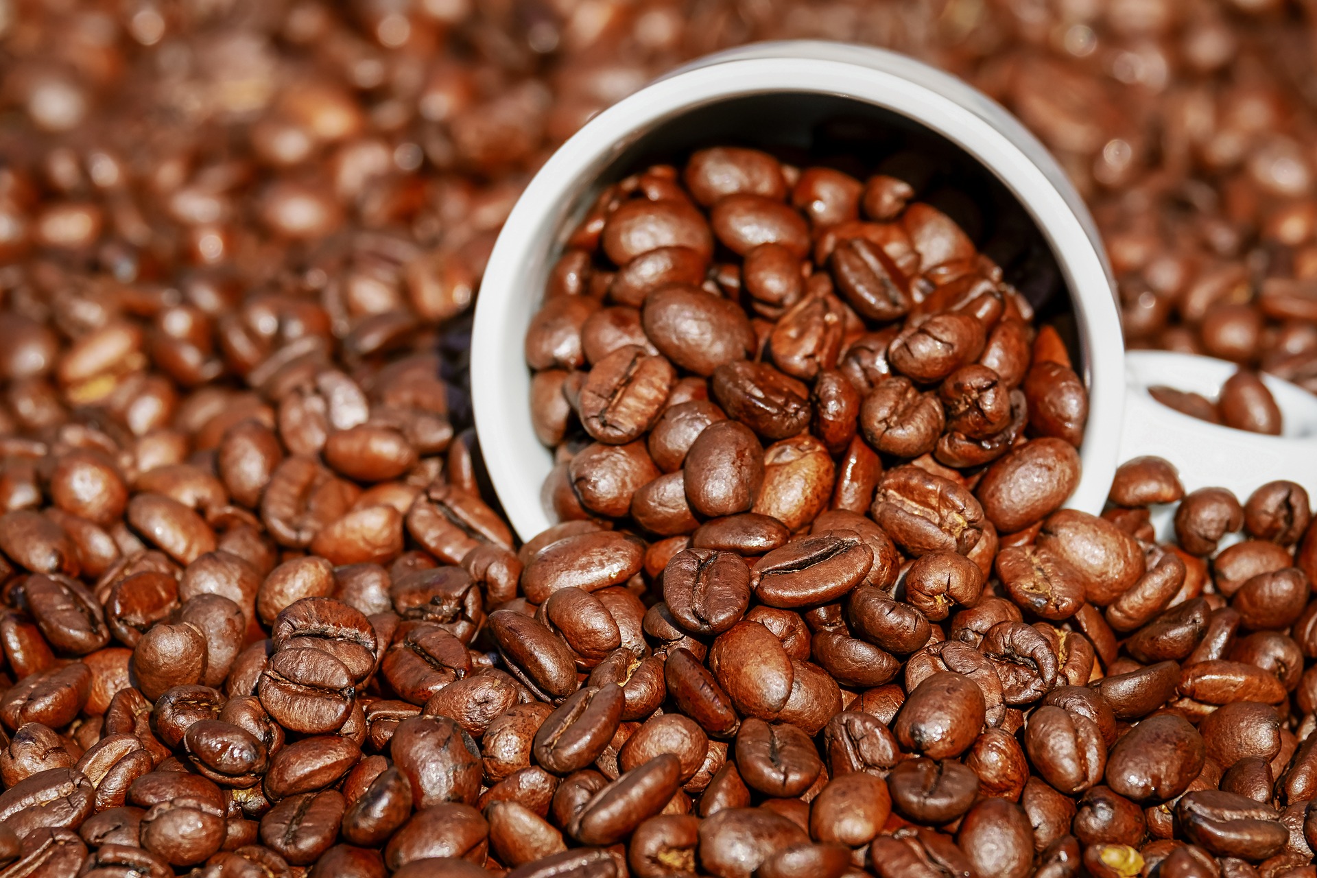 How To Choose Quality Coffee Beans Wholesale Suppliers?