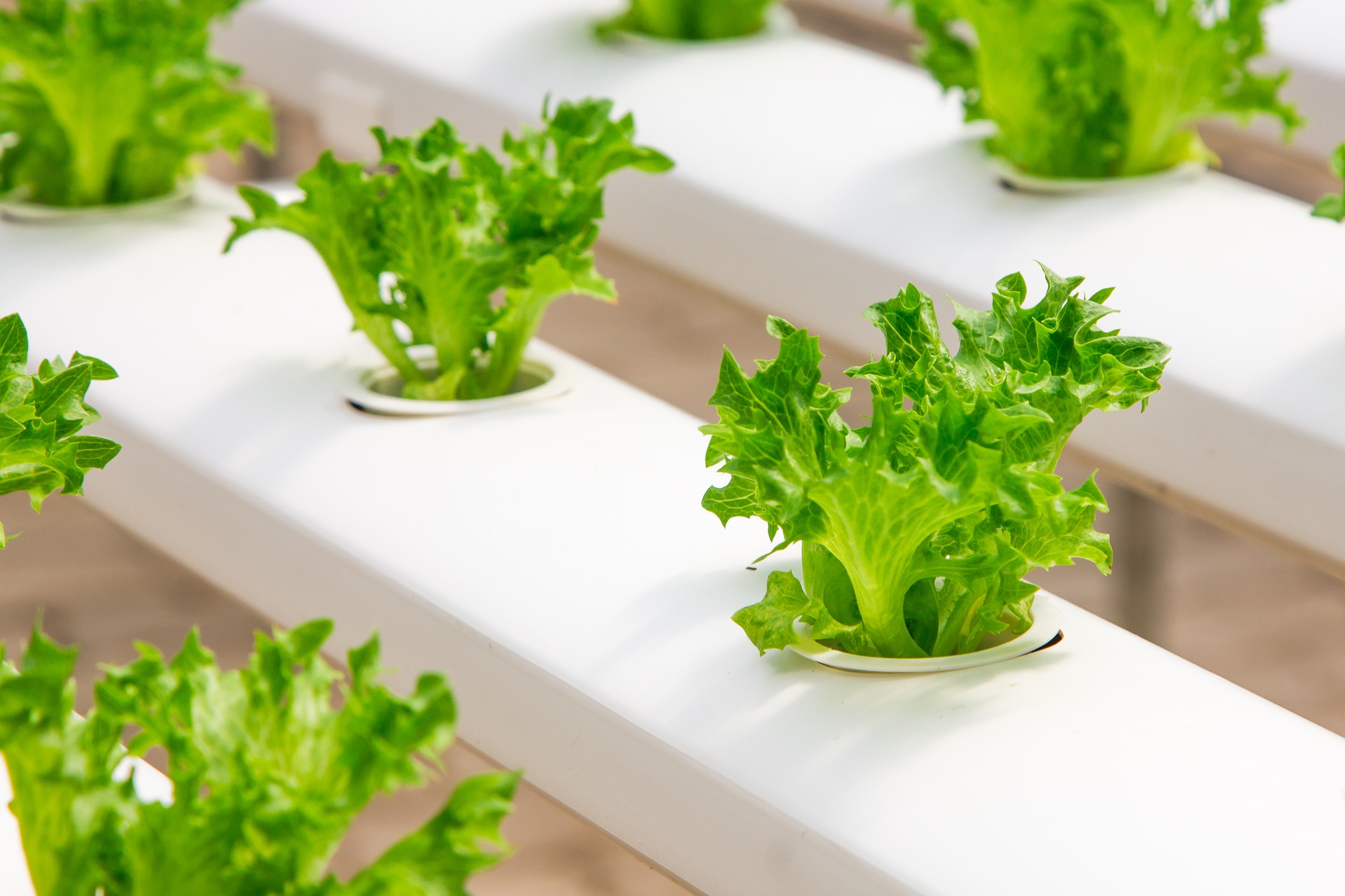 3 Key Reasons Microgreen Pads Are A Must-have For Hydroponic Growing