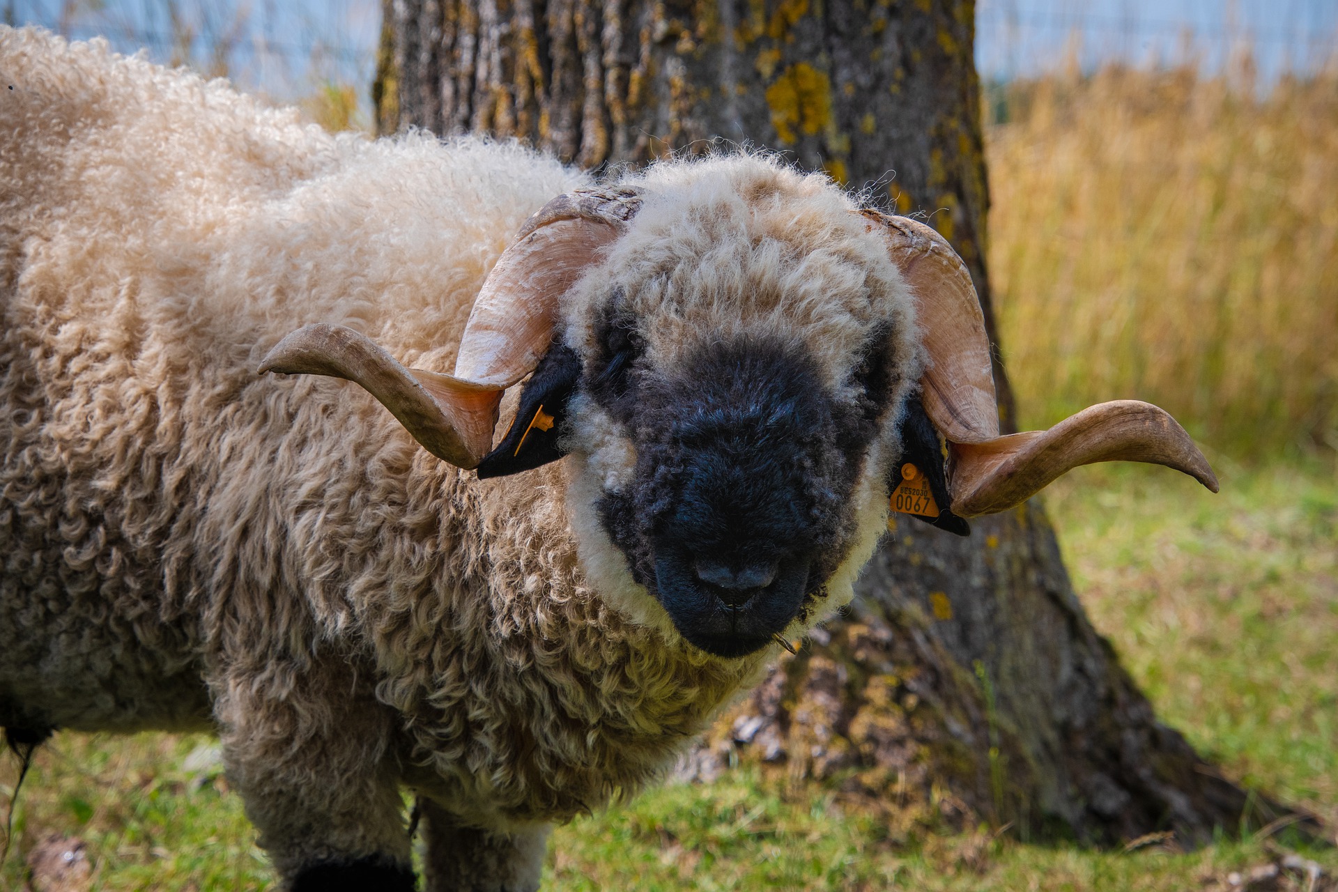 Do You Need Blacknose Sheep Embryos For Sale? Valais Blacknose Sheep Embryos