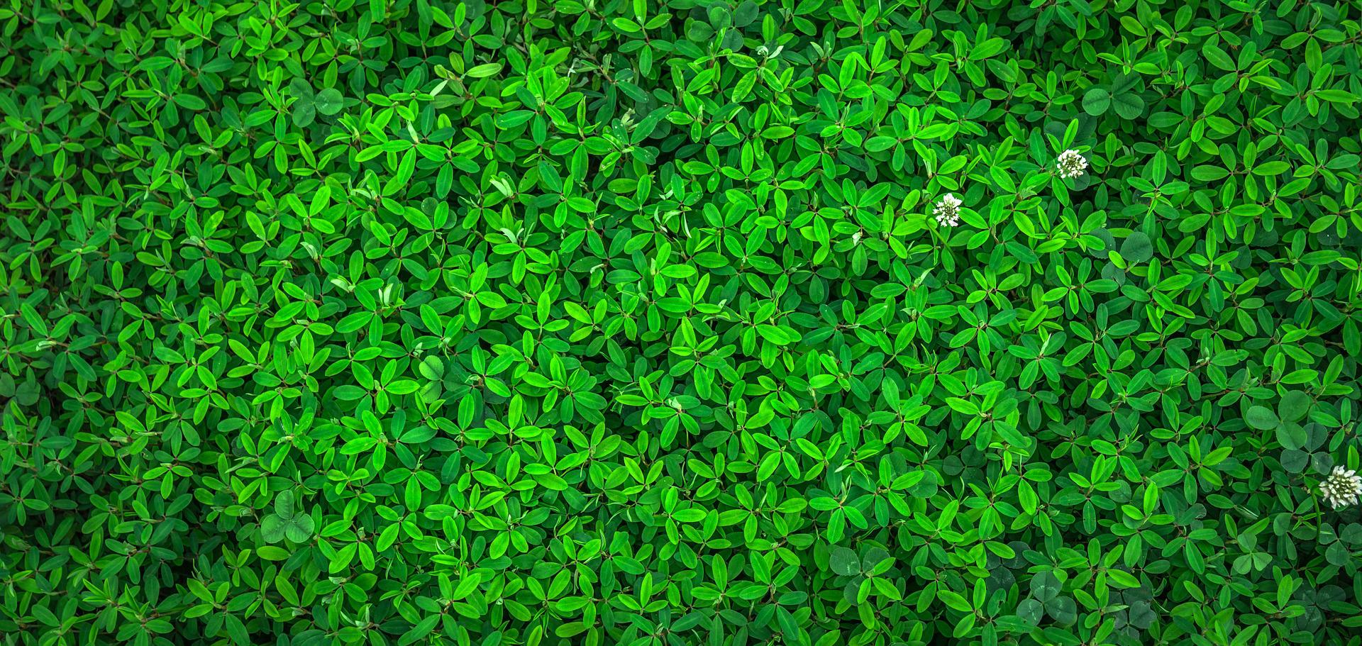 3 Ways To Use Hydroponic Microgreen Pads In Your Garden