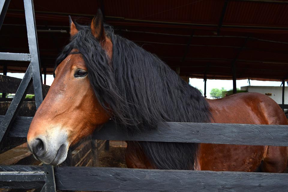 Ringworm In Horses: Everything You Need To Know