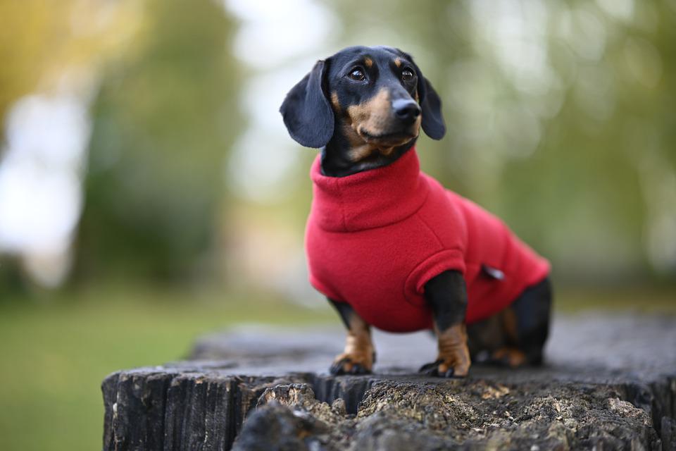 Dog Jumper: How To Choose The Best One For Your Dog