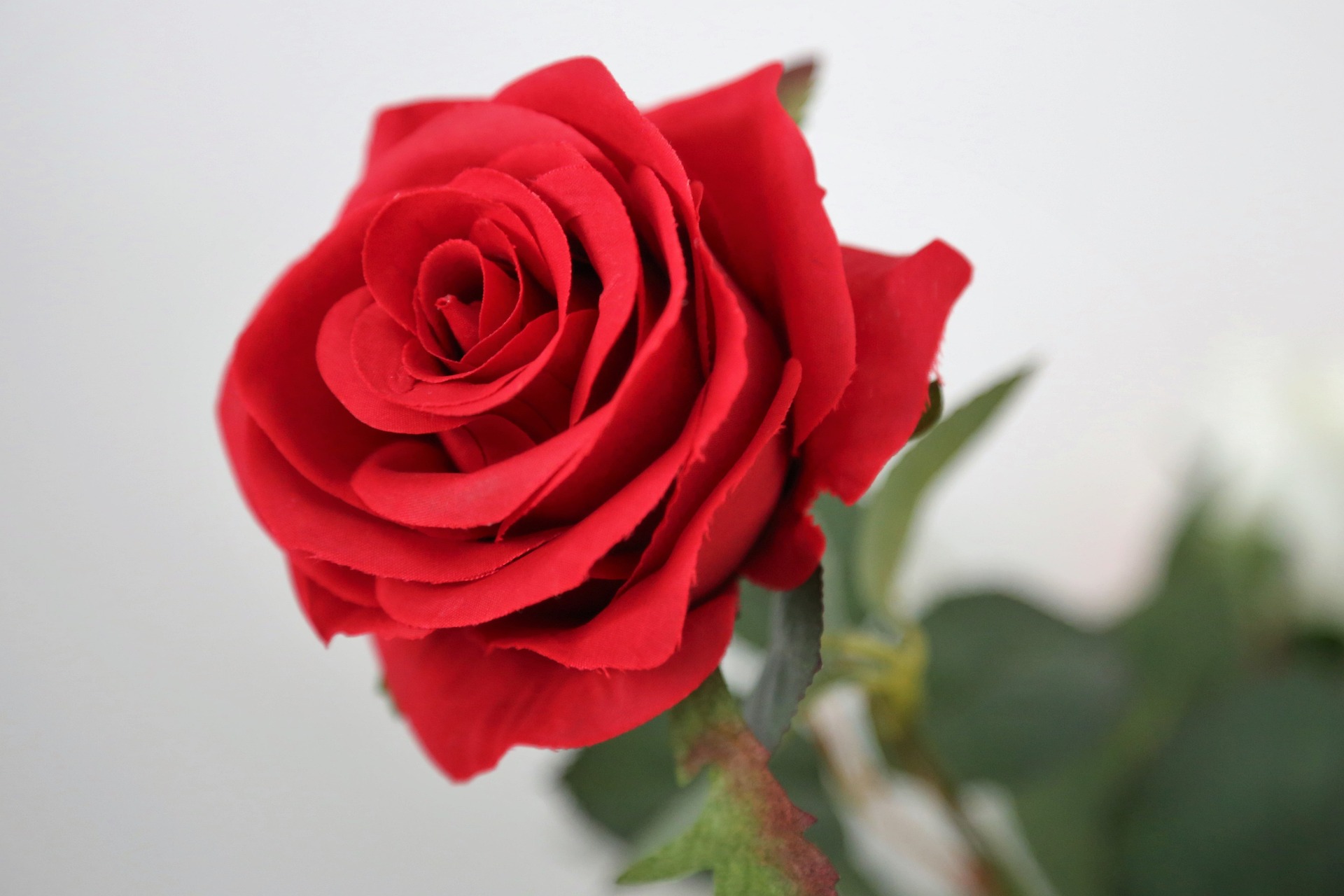 Why People Prefer Artificial Roses Over The Real Ones