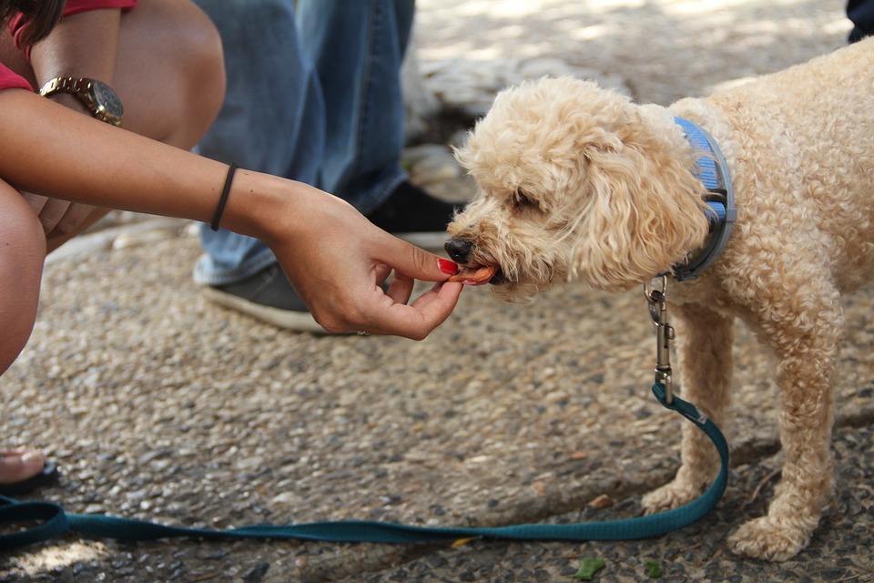 Benefits Of Choosing Liver Treats For Dogs