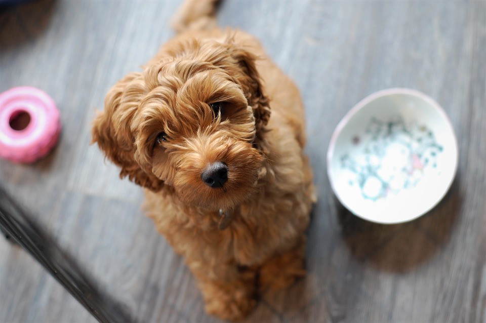 The Adorable Labradoodle Puppy: Everything You Need To Know