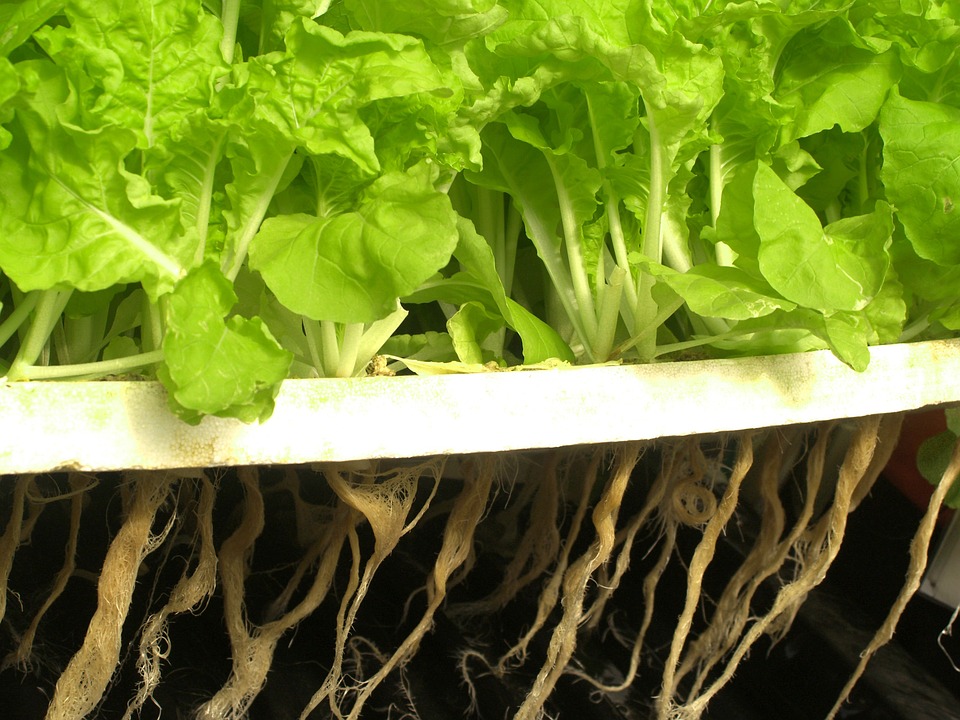 Hydroponic Microgreen Pads: An Innovative Way To Grow Delicious Greens