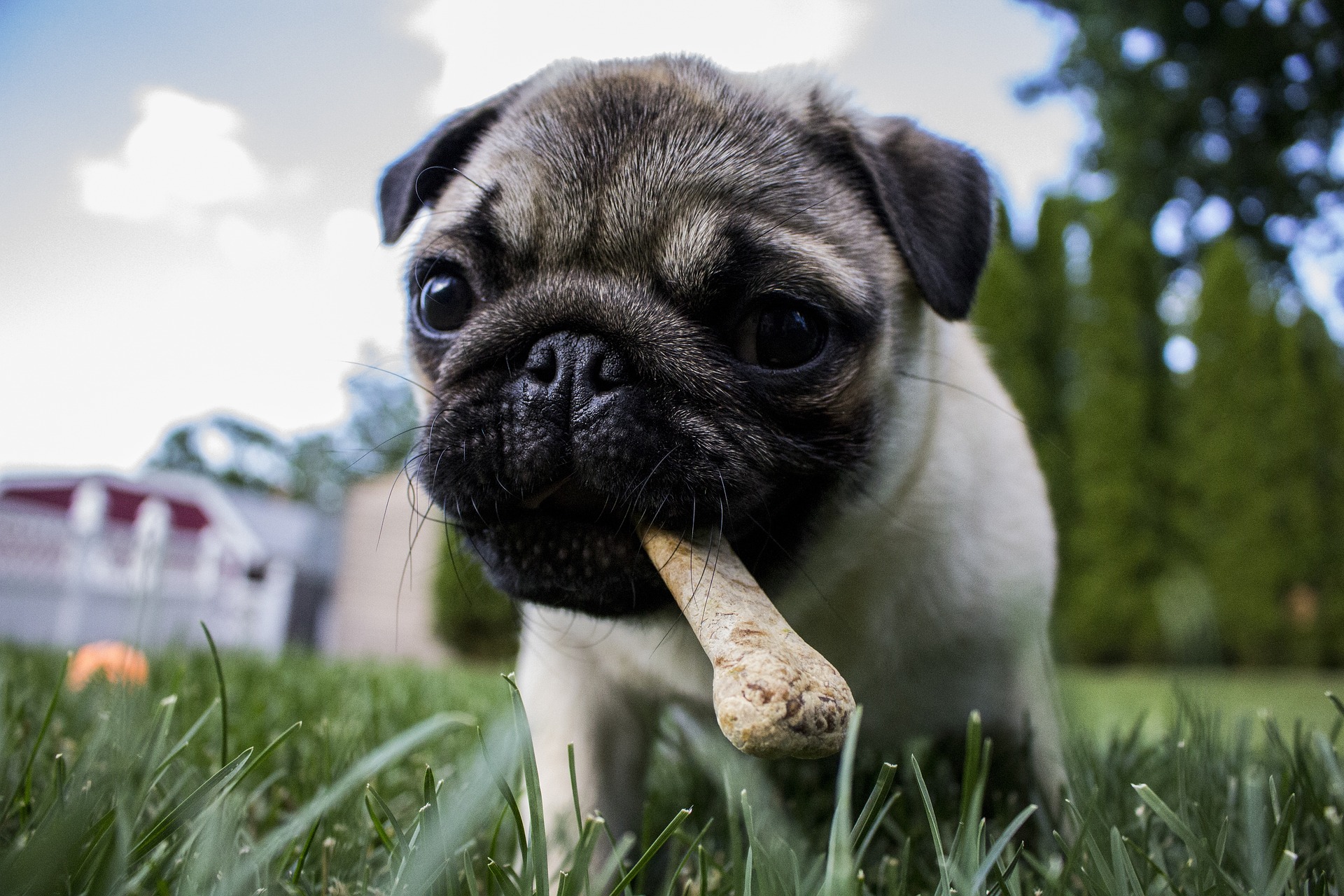 Healthy Vegan Dog Chews