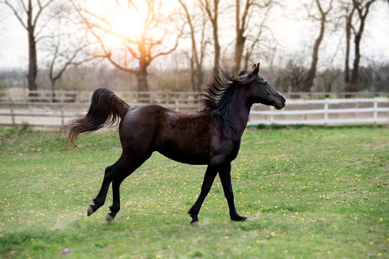 Secure Your Horses with the Right Fence