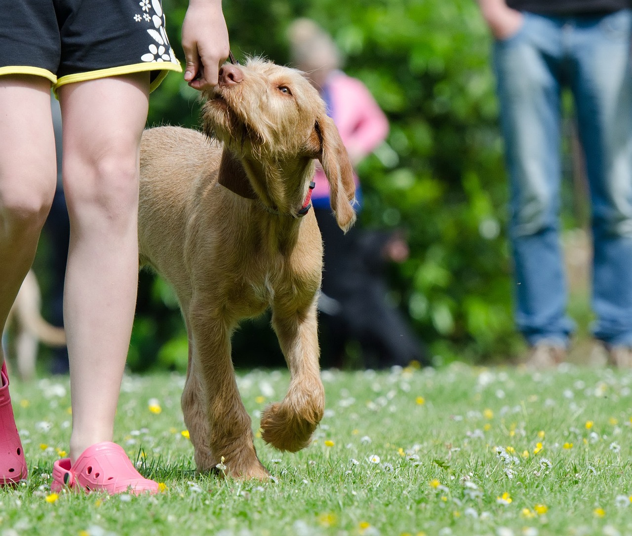 Professional Dog Trainers Sydney Services