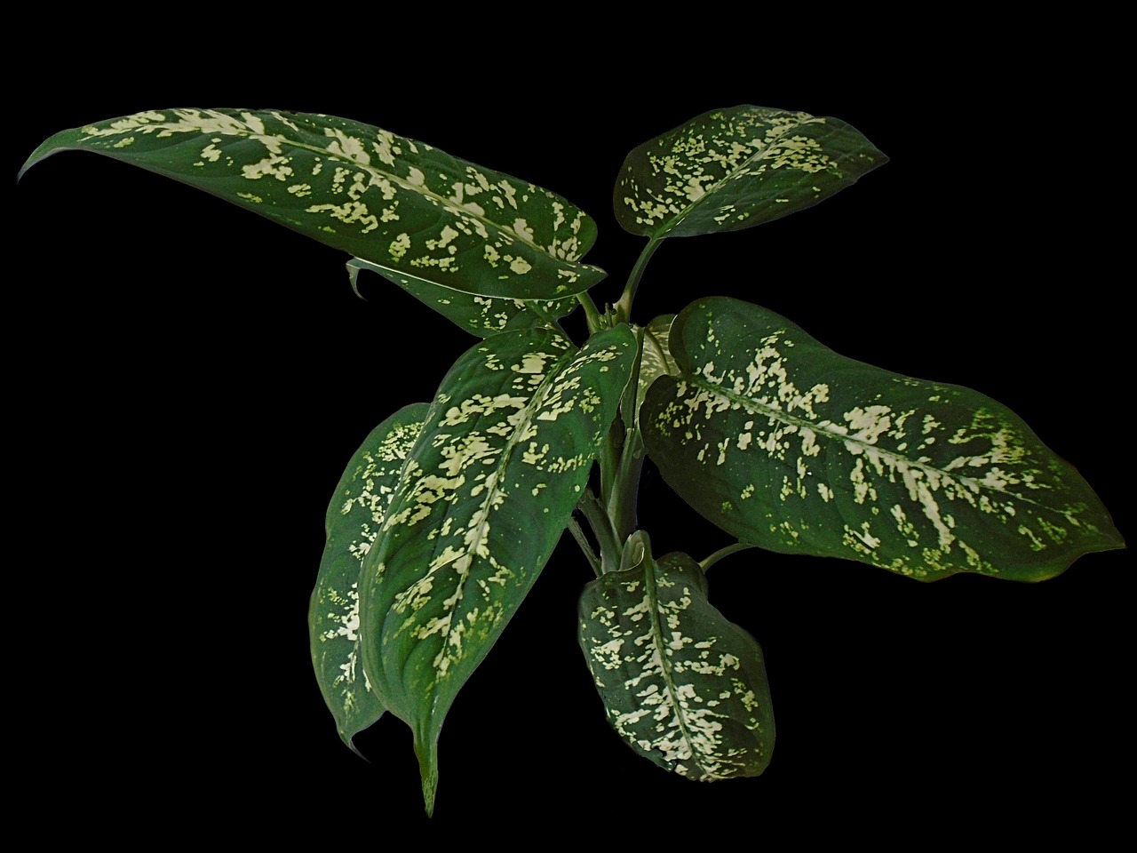 dieffenbachia-2825214_1280