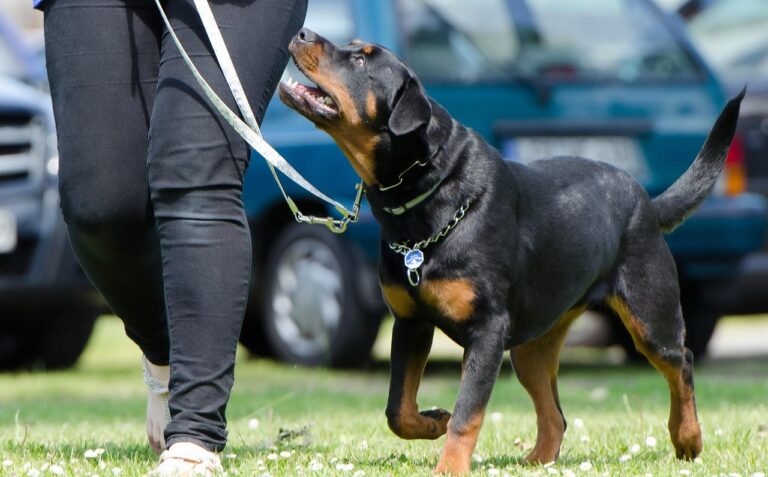 dog-school-672716_1280
