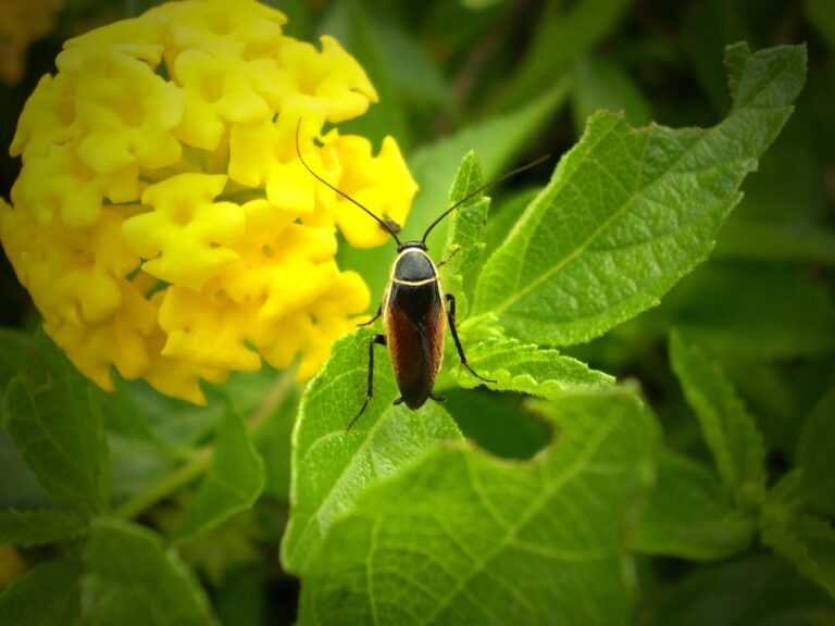insect-191936_1280