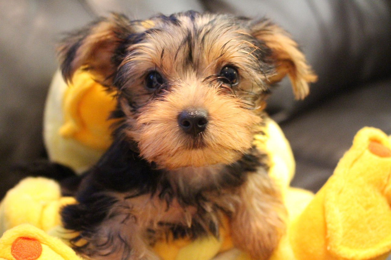 yorkie-5087752_1280