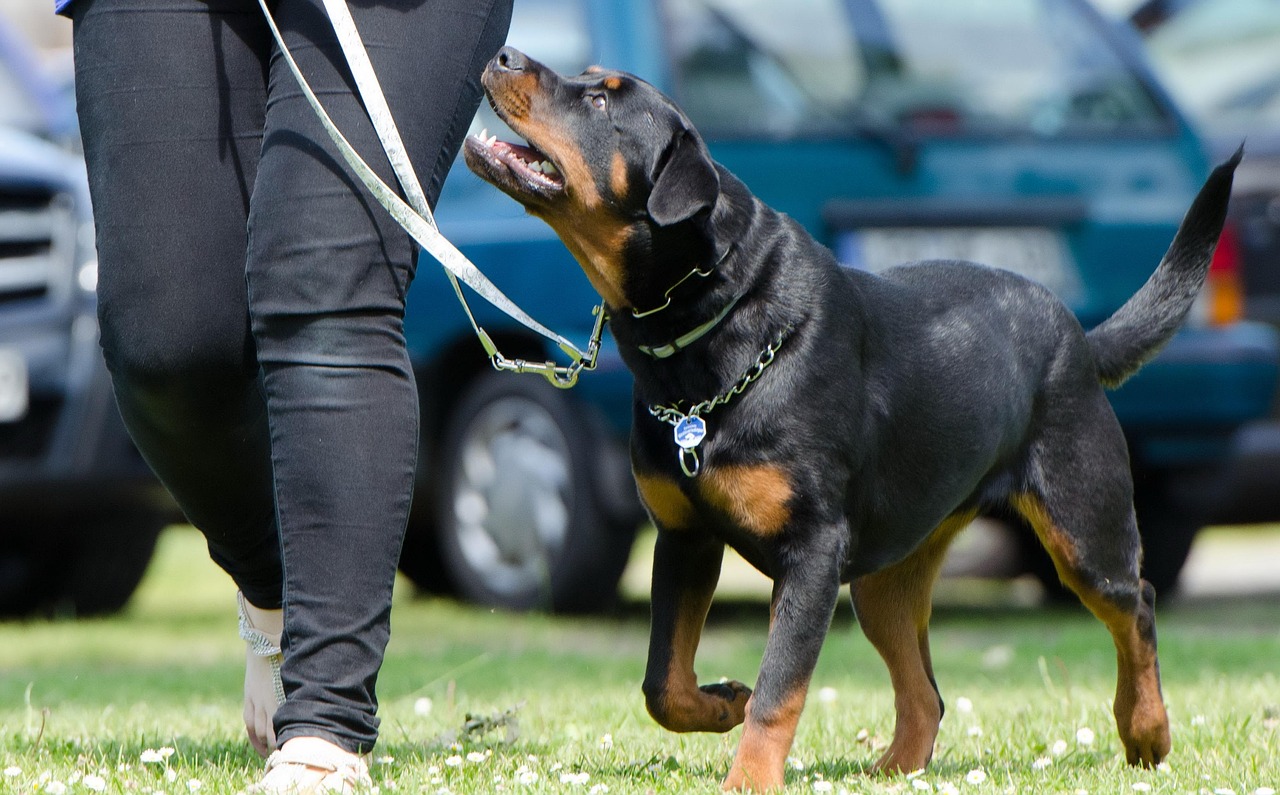 dog-school-672716_1280