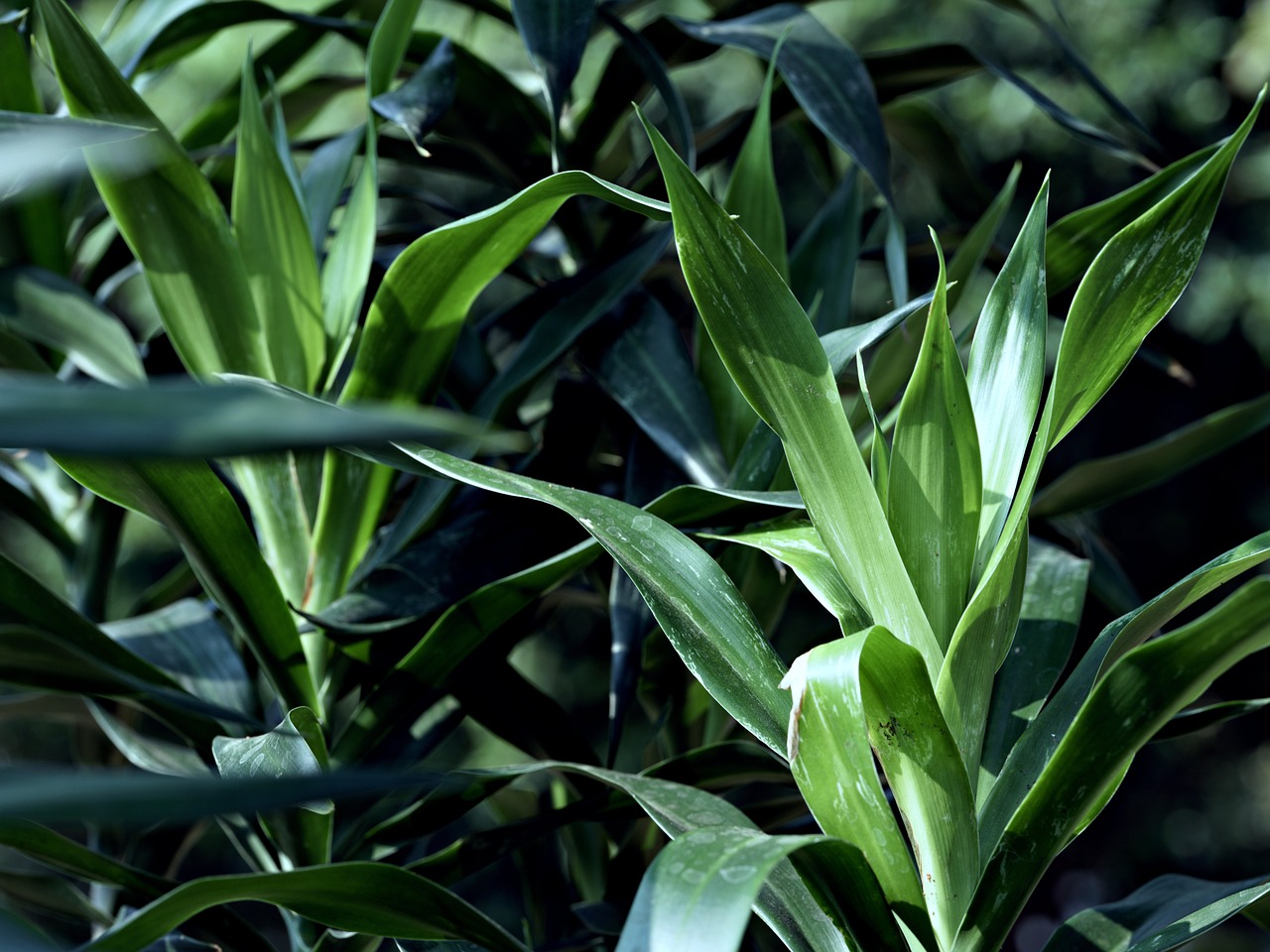 dracaena-angustifolia-8979152_1280